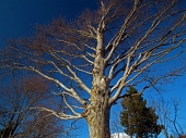 Invernale in Cima Camplano dal Passo-Monte di Zambla il 25 gennaio 2012 - FOTOGALLERY